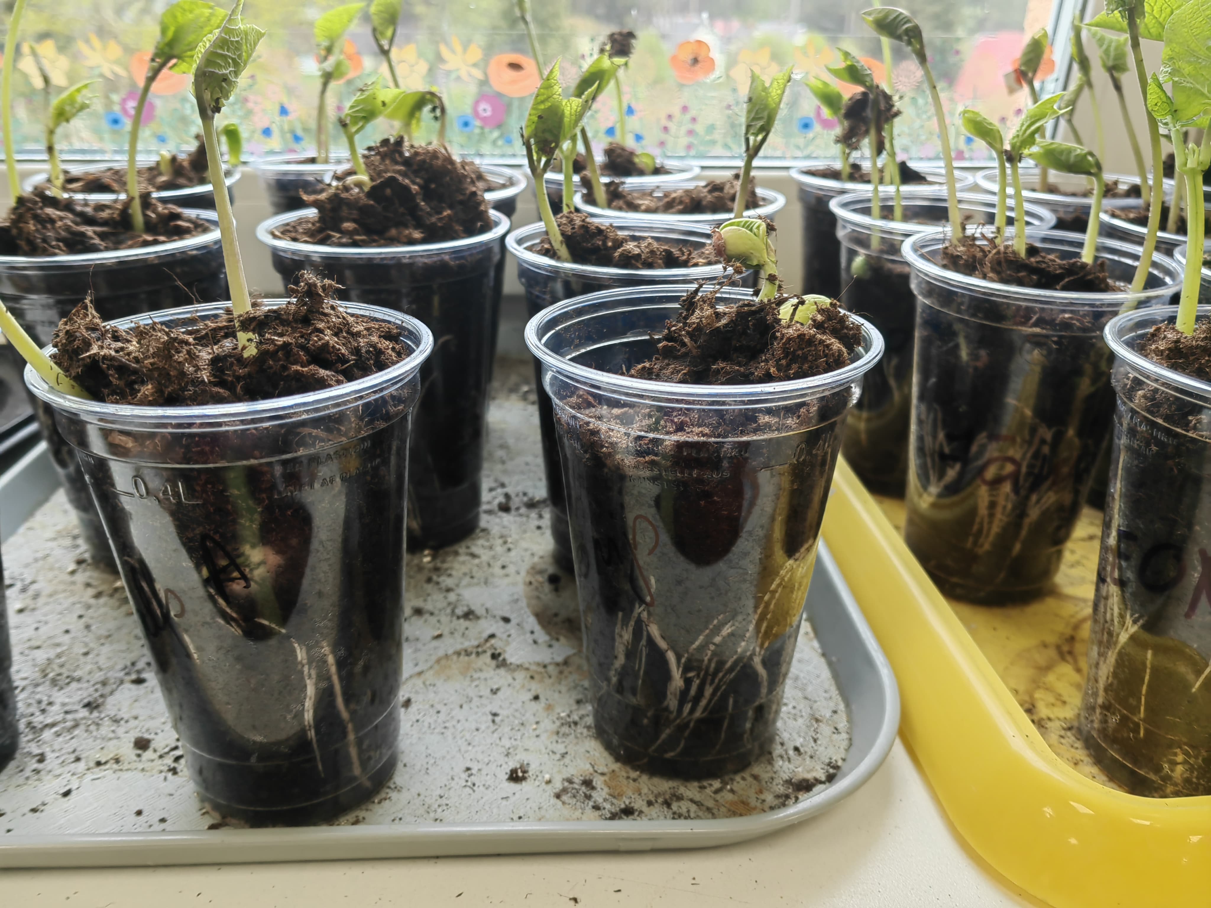 WhatsApp_Image_2025-05-15_at_18_35_04.jpeg